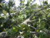 IMG_2388.JPG (2024153 bytes)