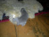 011909_003.jpg (257676 bytes)