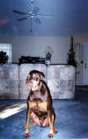 TRex 1998