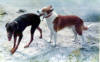 Rex - Steely at Buck Lake 1988