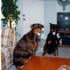 TRexandThunder1993